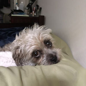 Meet your Posher, Lucie